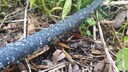 Ein Perlschlauch verspricht, bis zu 70 Prozent weniger Wasser zu verbrauchen