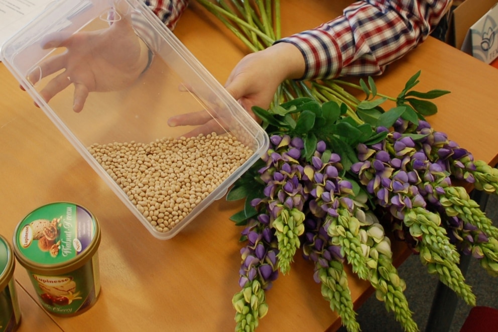 Lupinensamen der Süßlupine