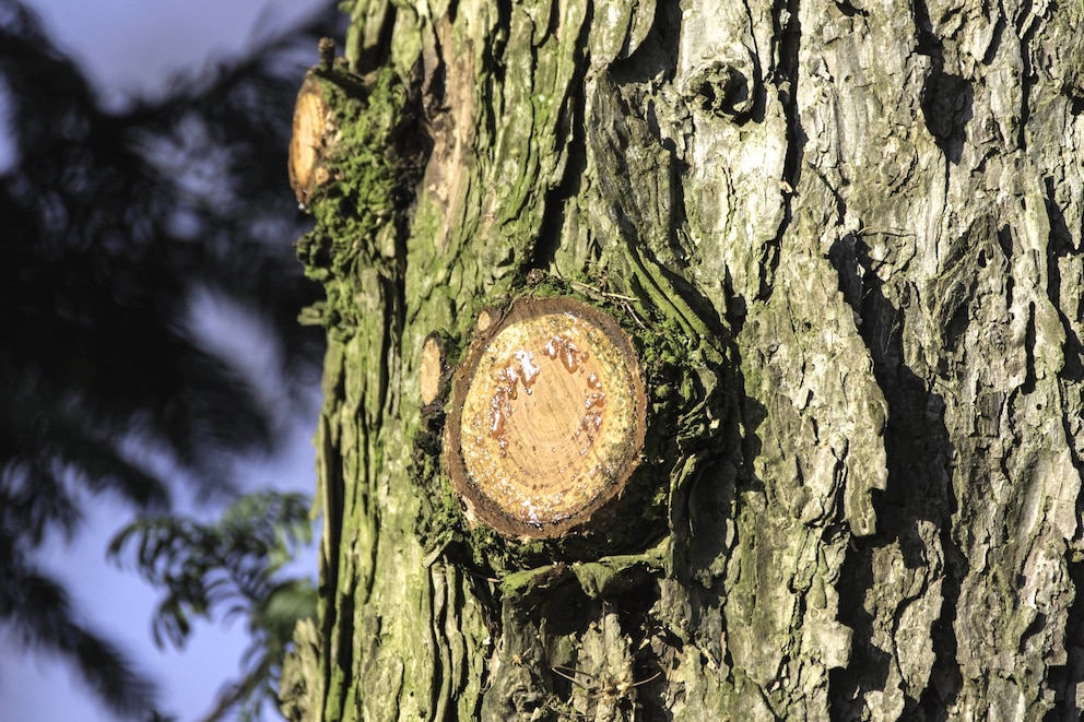 Verwundeter Baum