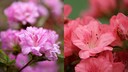 Wie man Japanische Azaleen und Gartenazaleen unterscheidet