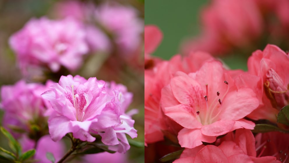 Wie man Japanische Azaleen und Gartenazaleen unterscheidet