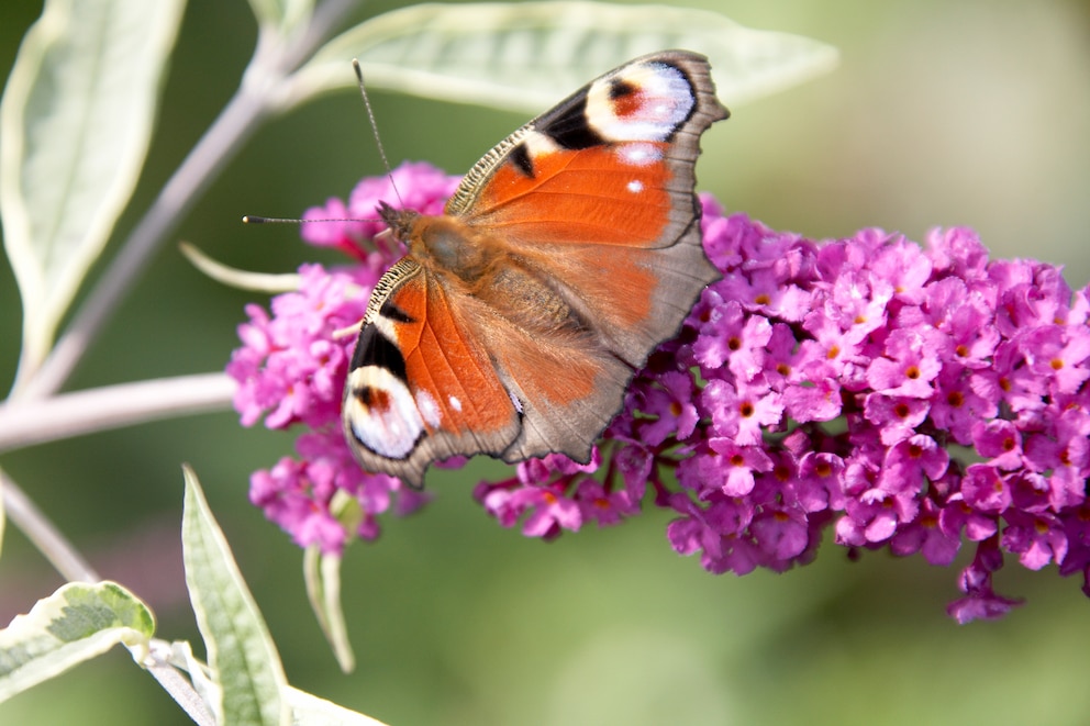 Nichts zieht Schmetterlinge mehr an als Sommerflieder