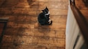 Die Katzenallergie eines Nachbarn kann nicht unbedingt zu einem Verbot führen