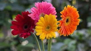 Im April ist eine der blühenden Pflanzen für Balkon, Garten und Wohnung die Gerbera