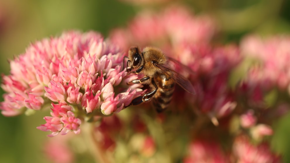 Wegen der Bienen soll laut Händlern bei Hobbygärtnern die Nachfrage nach Saamengut und Jungpflanzen steigen