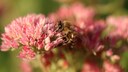 Wegen der Bienen soll laut Händlern bei Hobbygärtnern die Nachfrage nach Saamengut und Jungpflanzen steigen