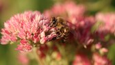 Wegen der Bienen soll laut Händlern bei Hobbygärtnern die Nachfrage nach Saamengut und Jungpflanzen steigen