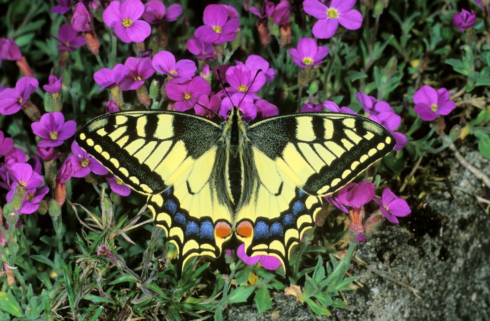 Ein Schwalbenschanz-Schmetterling saugt den Nektar von Blaukissen