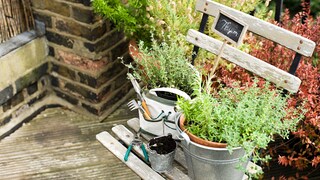 Heilkräuter aus dem Garten: Thymian