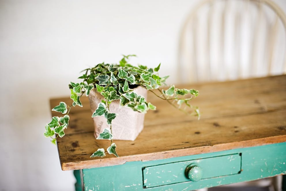 Ivy is one of the most popular climbing plants