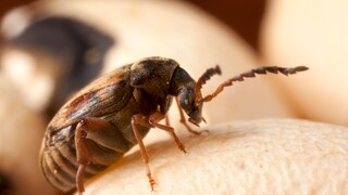 Speisebohnenkäfer