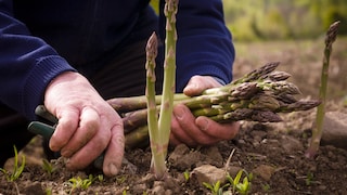 Grüner Spargel ist pflegeleicht und lecker