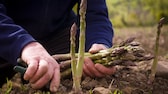 Grüner Spargel ist pflegeleicht und lecker