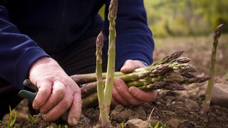 Grüner Spargel ist pflegeleicht und lecker