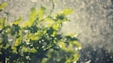 Gartenpflanzen mögen weiches Regenwasser