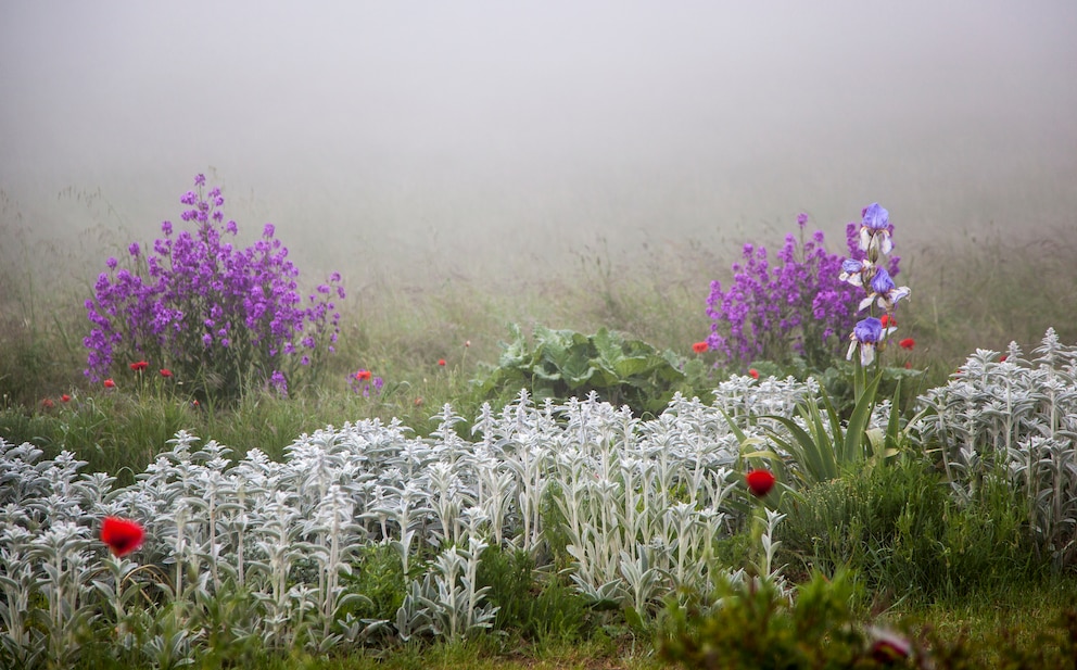 Die Blüte ist violett, die Blätter des Silberblatts werden mit der Zeit durchsichtig