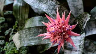 Wie Sie aus Ablegern von Bromelien neue Pflanzen ziehen