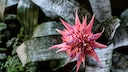 Wie Sie aus Ablegern von Bromelien neue Pflanzen ziehen