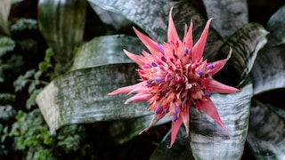 Wie Sie aus Ablegern von Bromelien neue Pflanzen ziehen