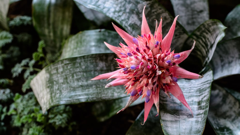 Wie Sie aus Ablegern von Bromelien neue Pflanzen ziehen