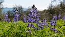 Blaue Lupinen