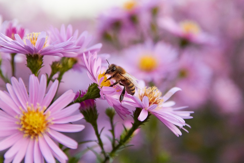 Insekten mögen Astern