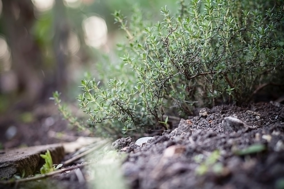 Thymian ist bei vielen Beschwerden ein universell einsetzbares sanftes pflanzliches Antibiotikum