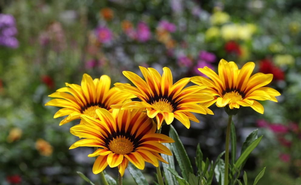 Die Gazanie eignet sich als blühende Pflanze im April für den Garten oder Balkon