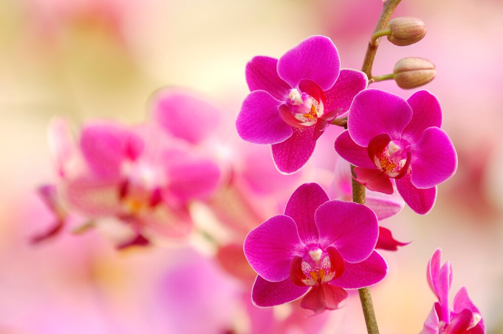 Orchideen (Phalaenopsis)