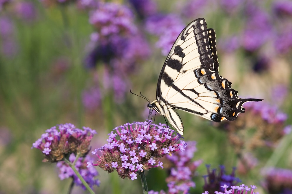 Östlicher Tigerschwalbenschwanz auf violetten Blüten einer Verbene-Pflanze