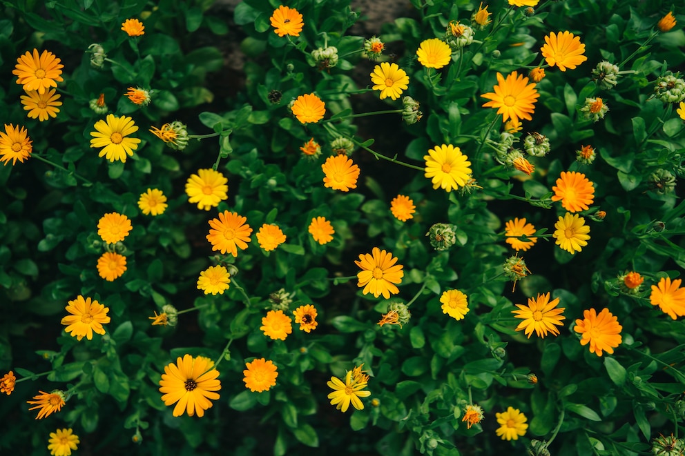 Ringelblumen (Calendula officinalis)