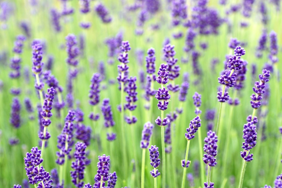 Lavendel (Lavandula angustifolia)