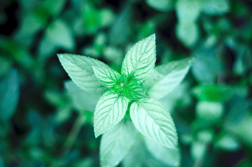 Pfefferminze (Mentha x piperita)