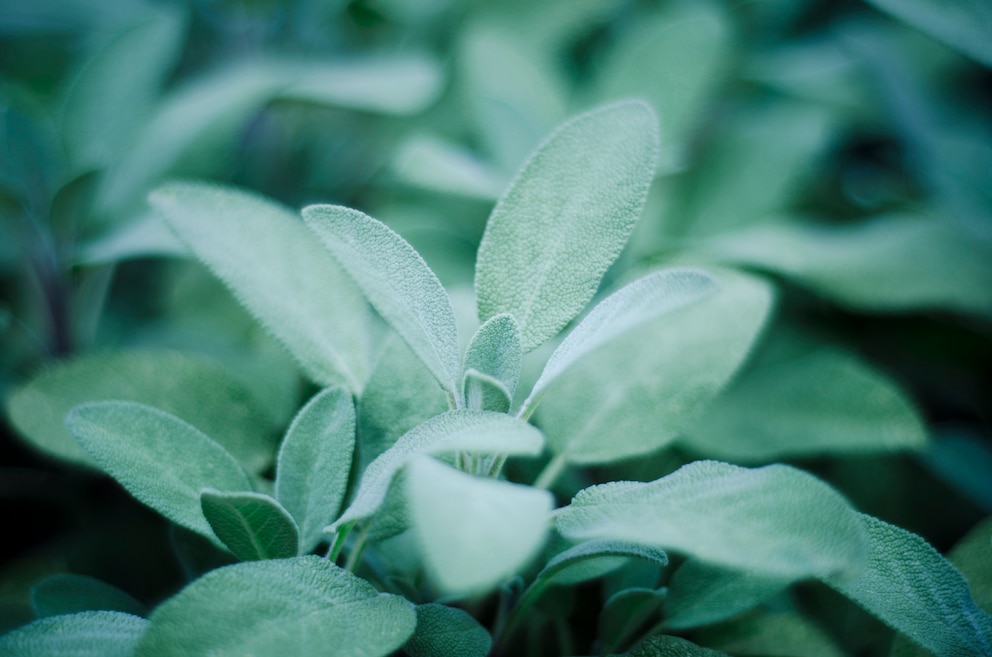 Der Echte Salbei, welcher als Heilpflanze verwendet wird, ist auch unter der Bezeichnung Küchensalbei bekannt