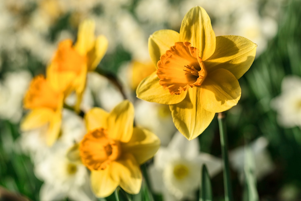 Osterglocken sollten alleine in einer Vase stehen, da andere Blumen neben ihnen verkümmern