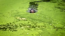 Teich mit Algen