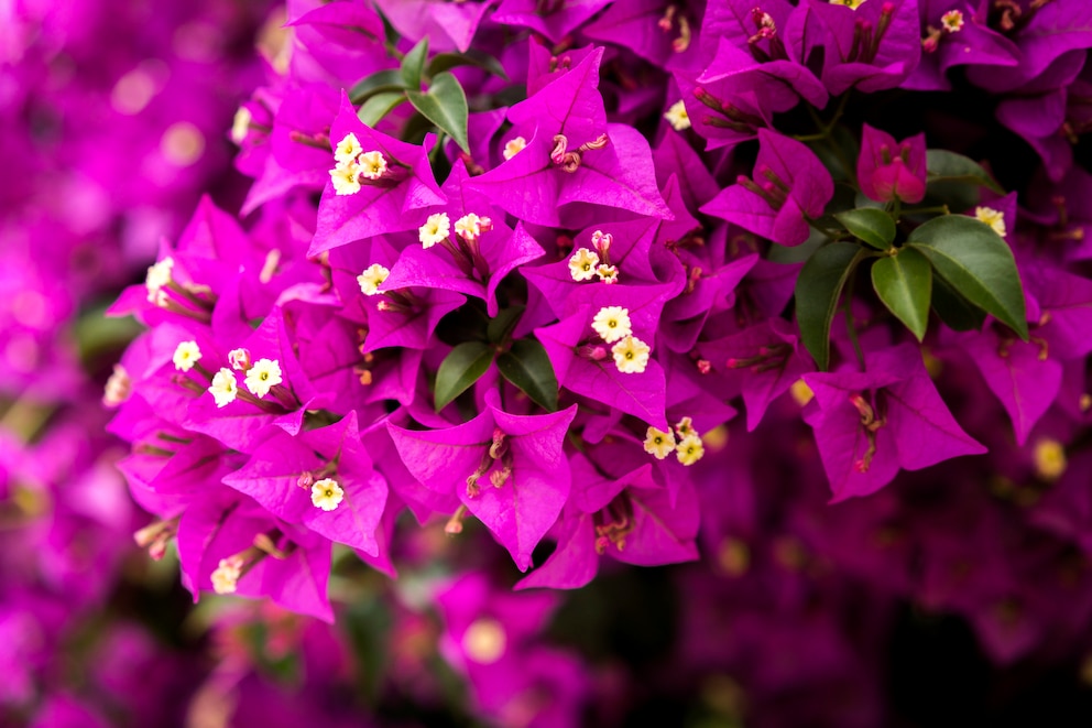 Eine blühende Pflanze für den Garten oder Balkon im April ist die Bougainvillea