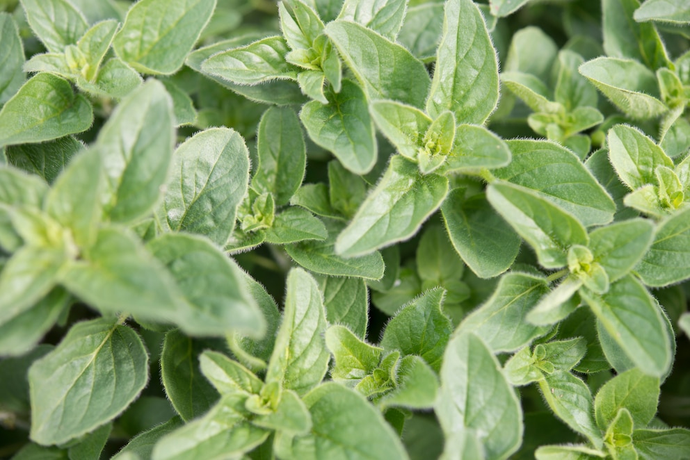 Die Würz- und Heilpflanze Oregano ist auch als Dorst, Wohlgemut oder Wilder Majoran bekannt