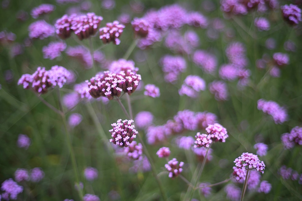 Im Garten oder auf dem Balkon blüht Verbene im April