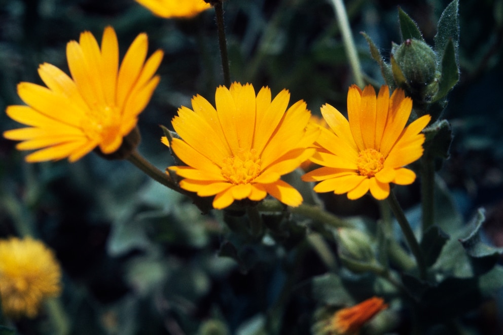 Ringelblumen sind wahre Alleskönner