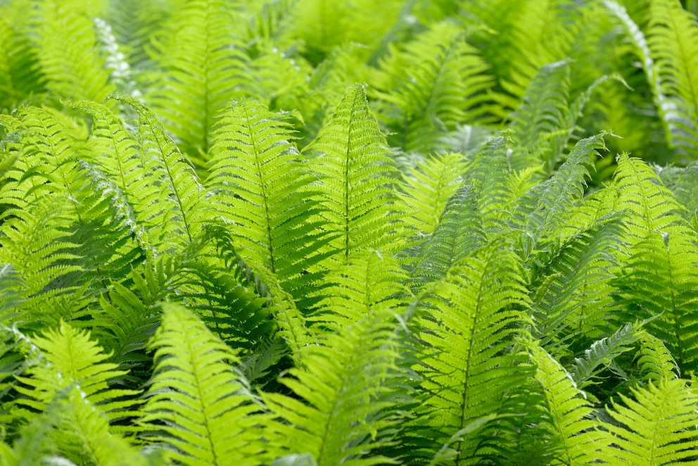 Straußenfarn ist eine der fünf beliebtesten Farnarten für den Garten