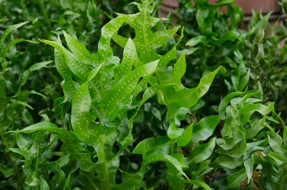 Der Tüpfelfarn ist eine der fünf beliebten Farnarten für den Garten