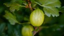 Wie man Pilze an Stachelbeeren und Johannisbeeren bekämpft