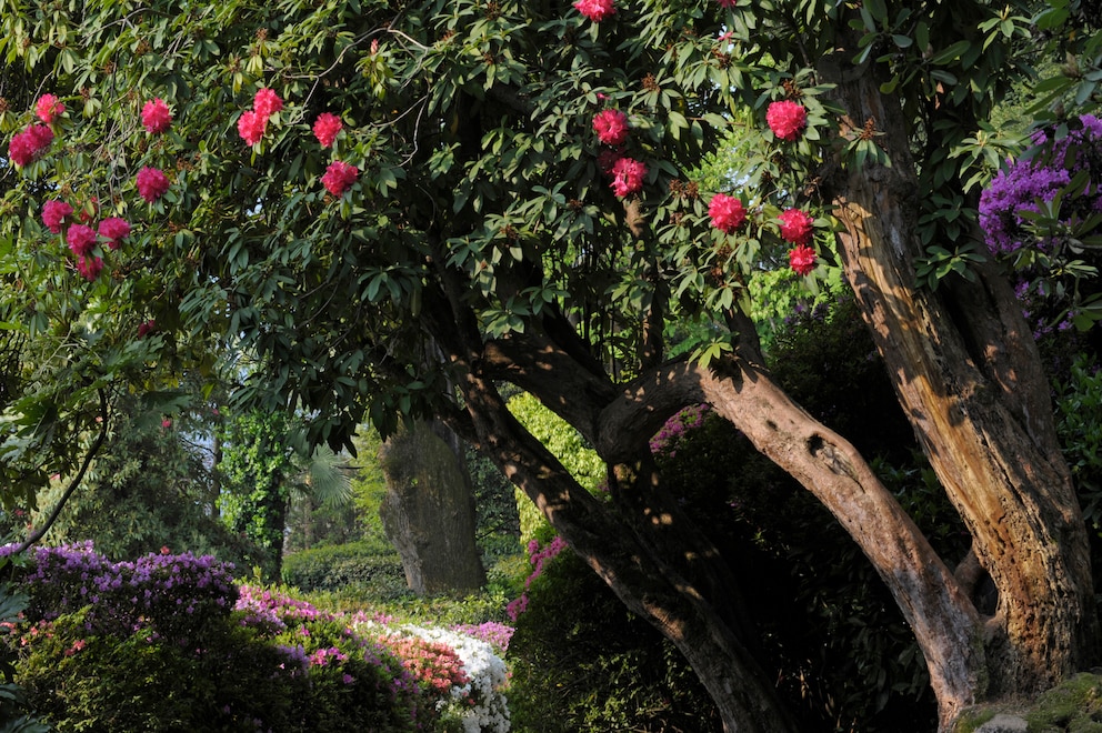 Der Rhododendron gehört zu den umweltschädlichen Pflanzen