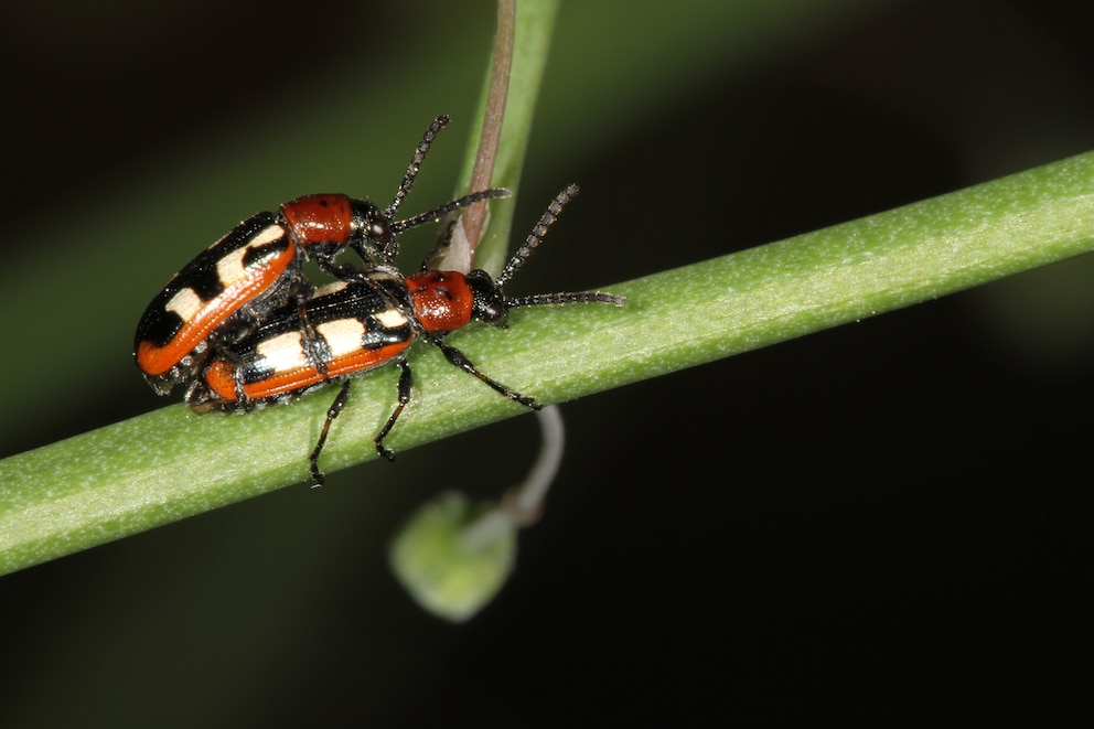 Spargelhähnchen paaren sich im Frühsommer