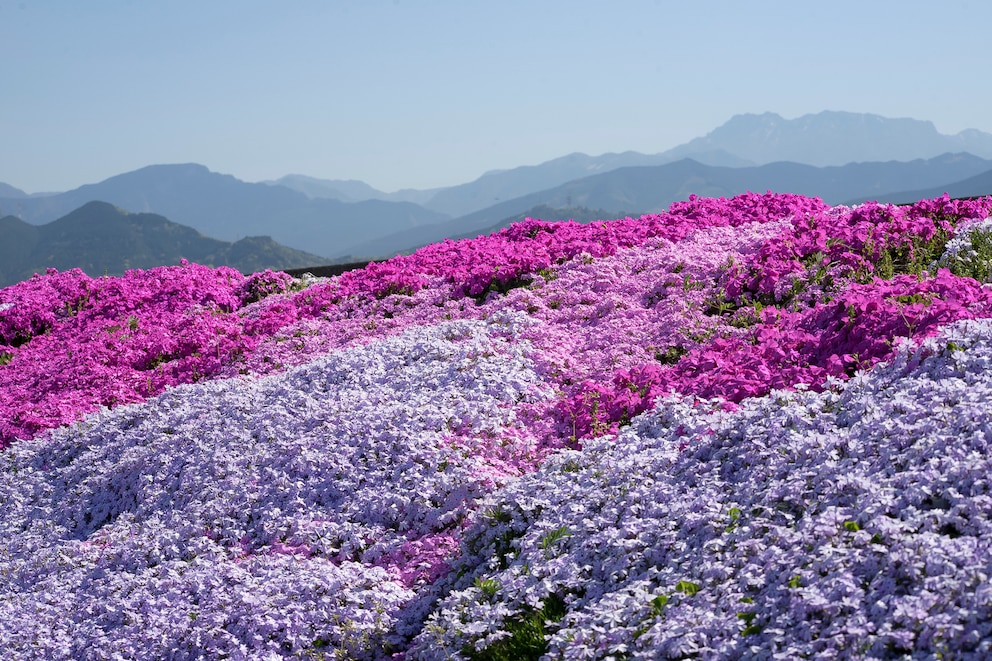 Japanische Azaleen unterscheiden sich unter anderem im Aussehen von Gartenazaleen