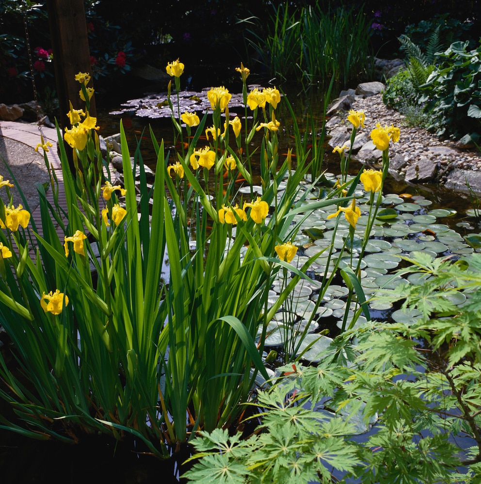 Schwerlilien sind gut für den Gartenteich