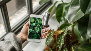 Der Sensor und die App von FYTA sollen Pflanzen davor bewahren einzugehen