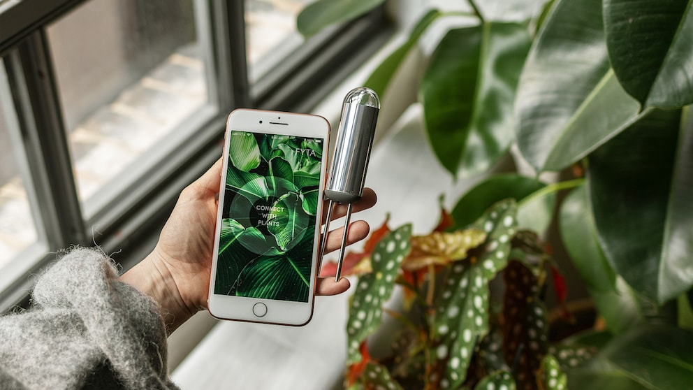 Der Sensor und die App von FYTA sollen Pflanzen davor bewahren einzugehen