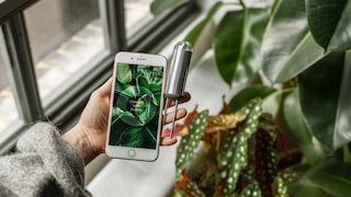 Der Sensor und die App von FYTA sollen Pflanzen davor bewahren einzugehen